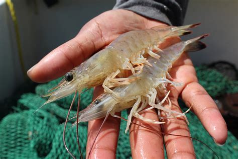 A Step By Step Guide To Shrimp Baiting South Carolina Coastal Resources