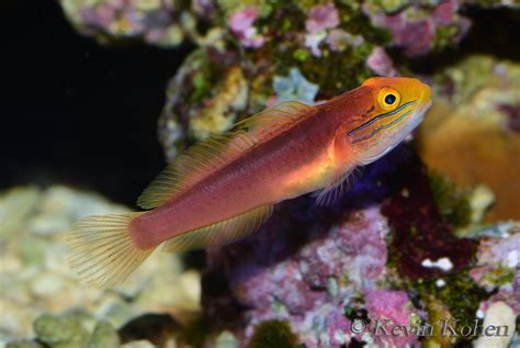 Japanese Sand Sifting Goby