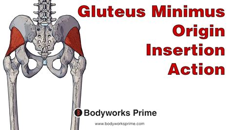 Gluteus Minimus Anatomy Origin Insertion And Action Youtube