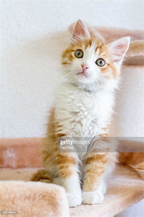 Cute Fluffy Orange And White Kitten High Res Stock Photo