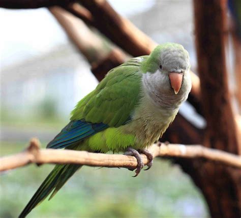 8 Top Small To Medium Pet Birds That Can Talk