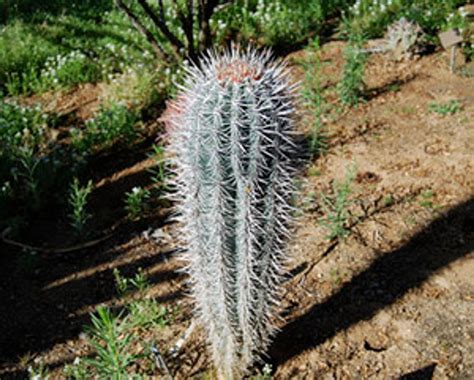 Pachycereus Pringlei Cardon Cactus Seeds