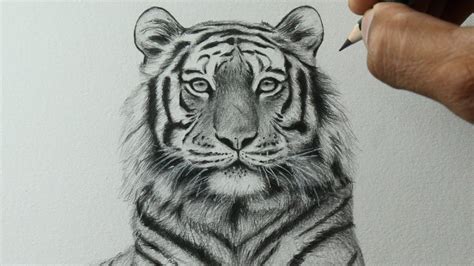 Como Desenhar Um Tigre Realista Passo A Passo Narrado Youtube