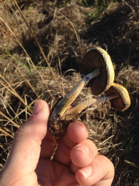 Psilocybe Cubensis Id Request Mushroom Hunting And Identification