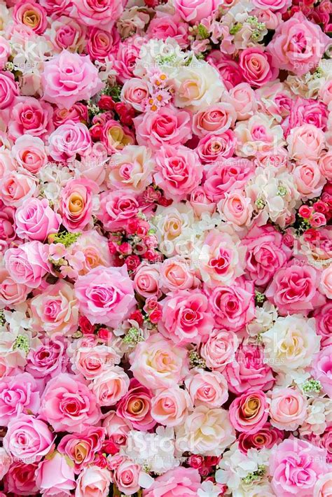 Roses Background For Backdrop Background Wallpaper And Etc Rose