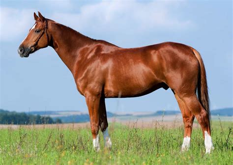 Determining Horses Body Weight And Ideal Condition The Horse