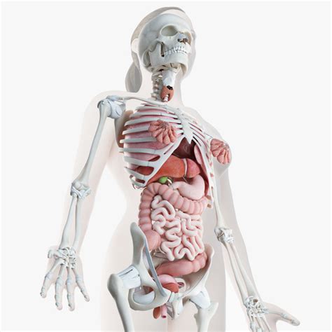 Human Body 3d Models For Download Turbosquid