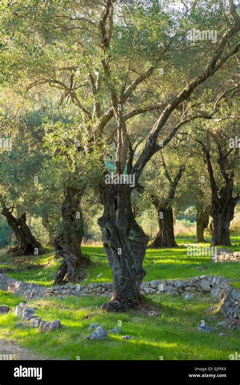 Old Olives Trees Olea Europaea In Olive Grove For Traditional Olive