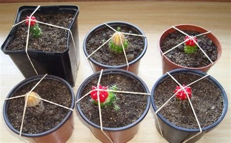 The life spans of moon cacti are they form a bunch of spines out of wooly spots on top of their ribs or nipples. Ruby ball cactus - Laidback Gardener in 2020 | Ruby ball ...
