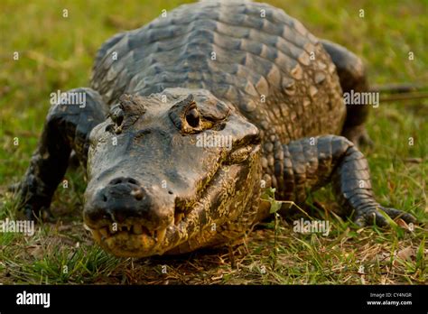 Spectacled Caiman Caiman Crocodilus Also Known As White Caiman Or