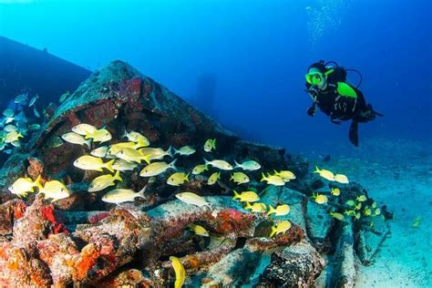 The Best Scuba Diving In Cancun The Best 8 Sites Practical Tips