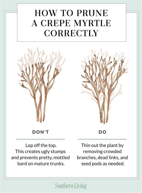 How To Prune A Crepe Myrtle Correctly