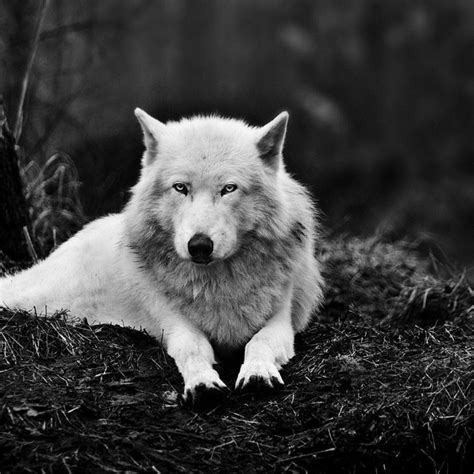 10 Most Popular White Wolf Wallpaper 1920x1080 Full Hd 1920×1080 For Pc
