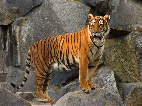 Indochinese Tiger Wikipedia