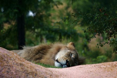 Free Photo Sleeping Lion Animal Hunter King Free Download Jooinn