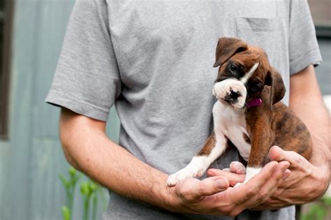 Choosing A Boxer 5 Steps For Picking The Right Pup Boxer Dog Diaries