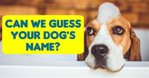 Can We Guess Your Dogs Name In 12 Questions Playbuzz