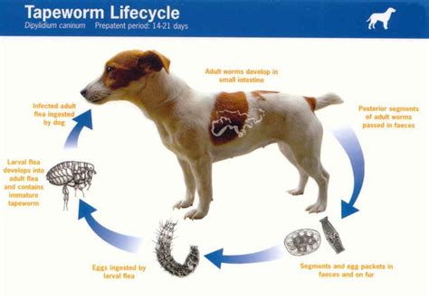 How To Know If Your Dog Has Tape Worms Worms In Dogs Tapeworms In