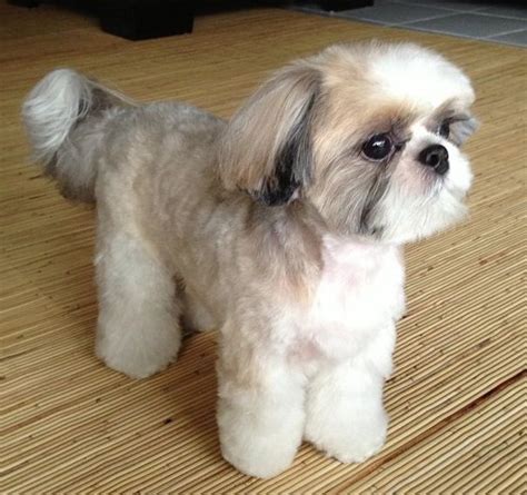 Top 10 Popular Shih Tzu Haircuts 30 Pictures Page 2 Of 10 The Paws