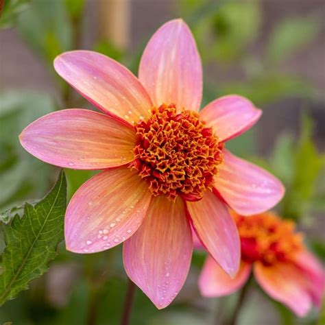 Buy Anemone Flowered Dahlia Dahlia Totally Tangerine Delivery By