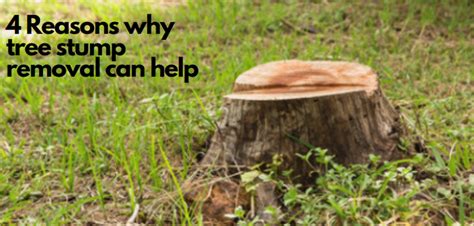 4 Reasons Why Tree Stump Removal Can Help