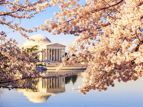 Enjoy Dcs National Cherry Blossom Festival Colorful Places National