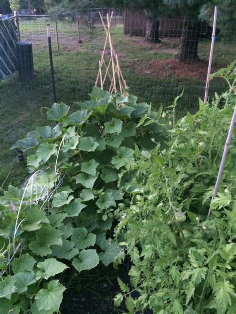 They're cucumber and zucchini, two plants that are frequently confused for each other but that each have a character all of their own what is a zucchini? My zucchini and cucumbers. | Urban garden, Garden projects ...