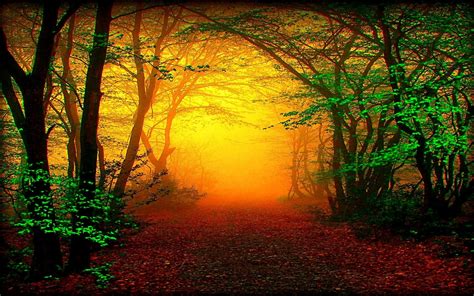 Misty Autumn Forest Path