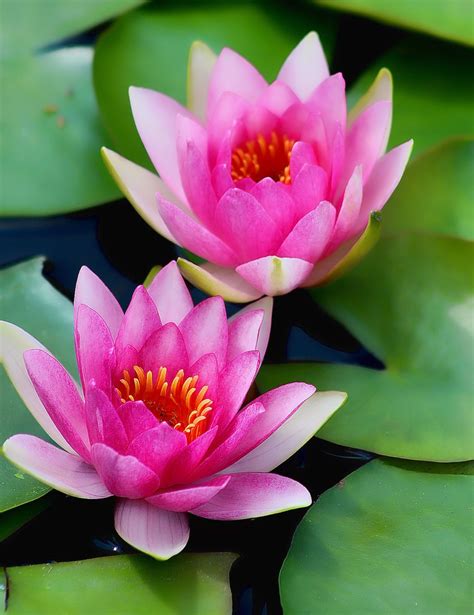 Waterlily Water Lilies Flowers Photography Floral Photography