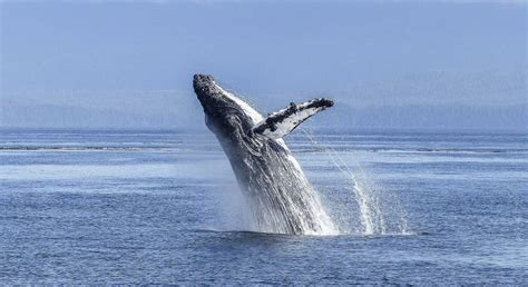 Whale Sightings Beautiful British Columbia