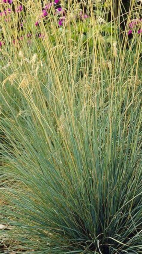 Plants growing in moist, fertile sites have a reduced lifespan. Koeleria glauca - Blue Hair Grass dense, circular mounds ...