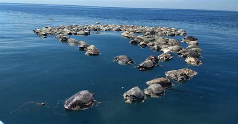 About 300 Endangered Sea Turtles Found Dead Off Mexican Coast New