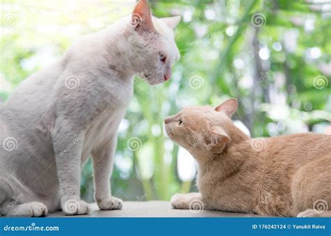 Love Moment Of Kitty Cat Stock Photo Image Of Cute 176242124