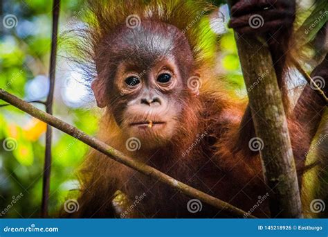 World S Cutest Baby Orangutan Looks Into Camera In Borneo Stock Photo
