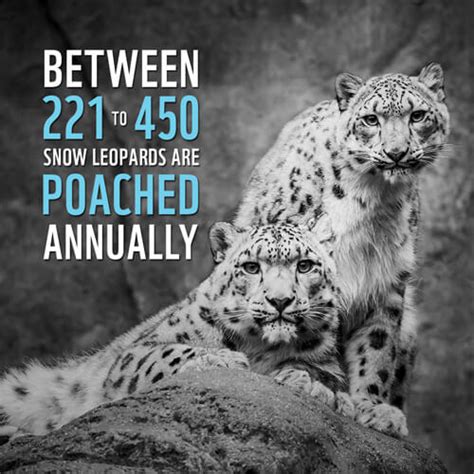 Save Our Snow Leopard Wwf India