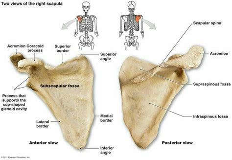 Two Views Of The Scapula Anatomy Medical Anatomy Human Anatomy And