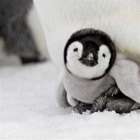 Baby Penguin Pictures Photos And Images For Facebook Tumblr