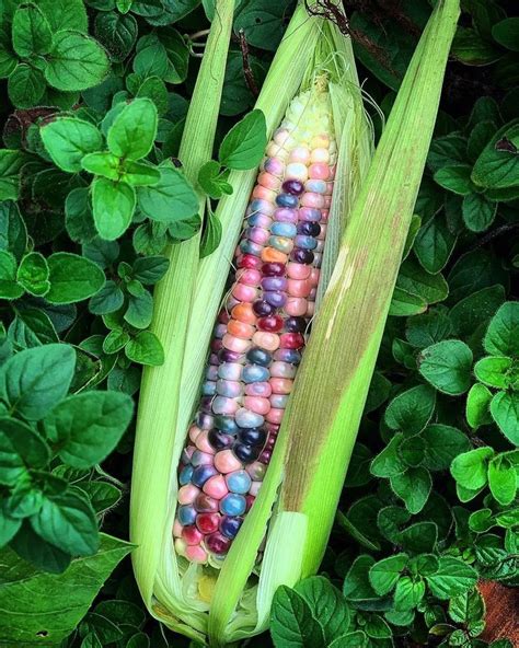 Kellogg Garden On Instagram “the Glass Gem Corn May Be The Star Of