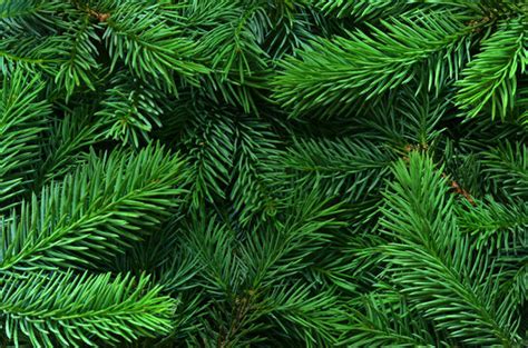 Pine Leaf Texture