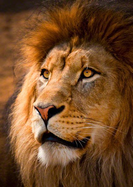 Lion Portrait By Dave Wright Via 500px Lion Photography Animals Lion