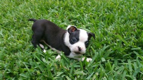 We are expecting a litter of ukc registered redbone puppies, born in january 2021, and ready in march. Boston Terrier Puppies AKC Registered - not your ordinary ...