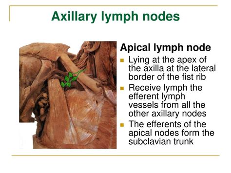Lymphatic System And Axillary Lymph Nodes Ppt Powerpoint Images And
