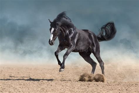 Horse Run In Dust Stock Image Image Of Color Domestic 152429945