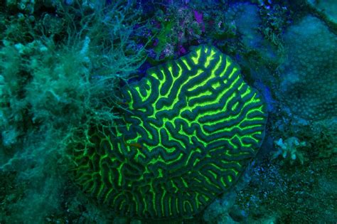 Red Sea Marine Life Becomes Neon Disco On Fluo Dive Pictures Dove