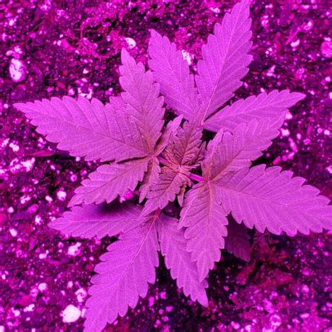 Ilgm Purple Kush Grow Journal By Rodub Growdiaries