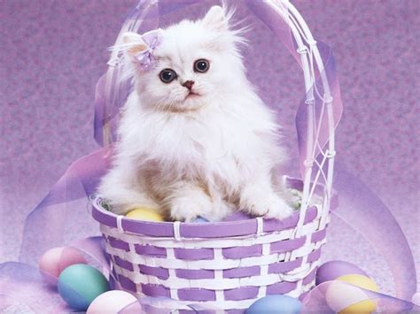 Online Wallpapers Happy Easter Cat With Purple Background