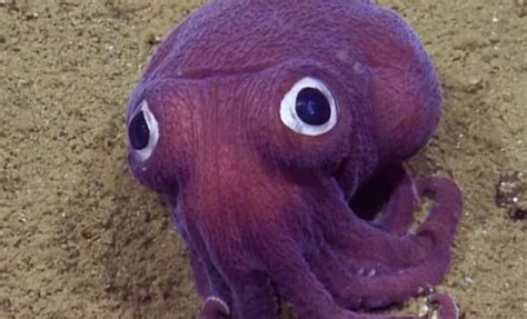 Cute Squid Has Scientists Gasping With Excitement Watch