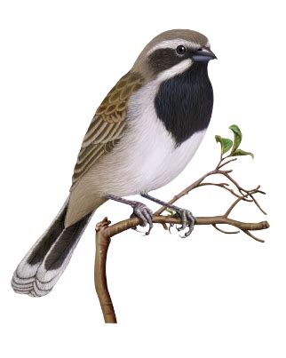 Black-throated Sparrow | Pretty birds, Bird species, Sparrow