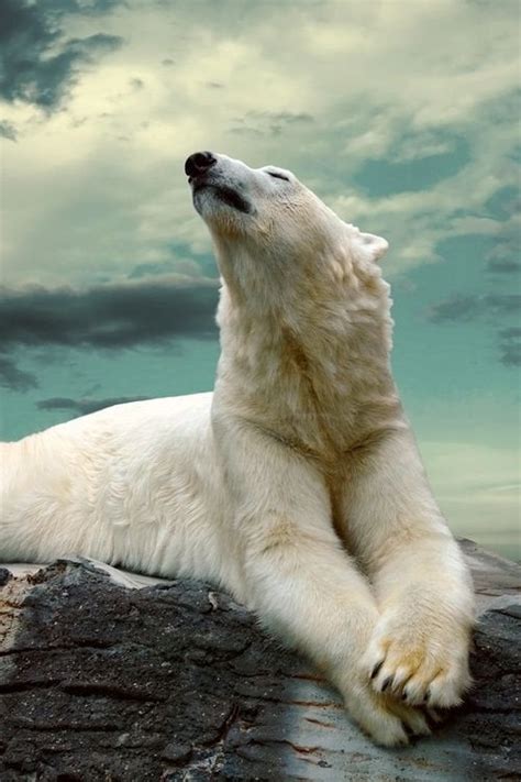 The Most Majestic Polar Bear You Will Ever See Pics