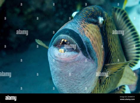 Titan Triggerfish Balistoides Viridescens Stock Photo Alamy